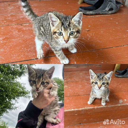 Европейская