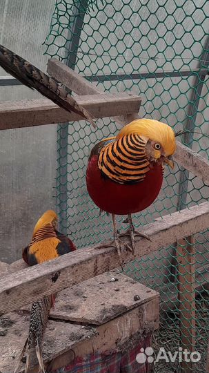 Золотой фазан