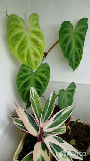 Филодендрон бородавчатый/Ph.verrucosum/Ароидные