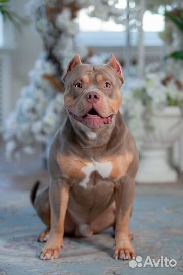 Американский булли xl, вязка