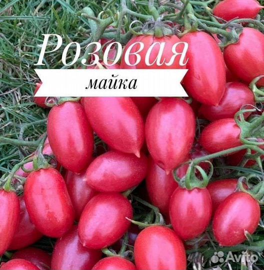 Рассада помидор сортовых