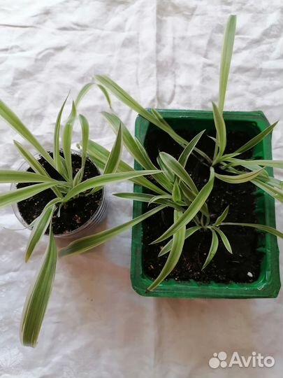 Хлорофитум