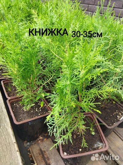 Туя Смарагд, Колумна, Даника сосна Горная