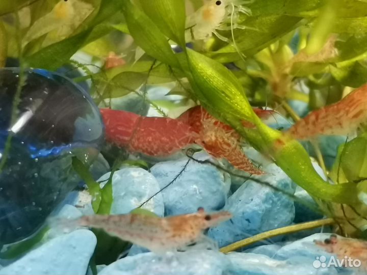 Рыба, креветки