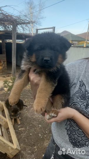 Щенки немецкой овчарки