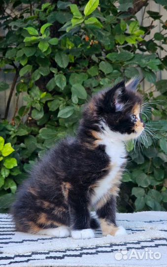 Мейн-кун девочка