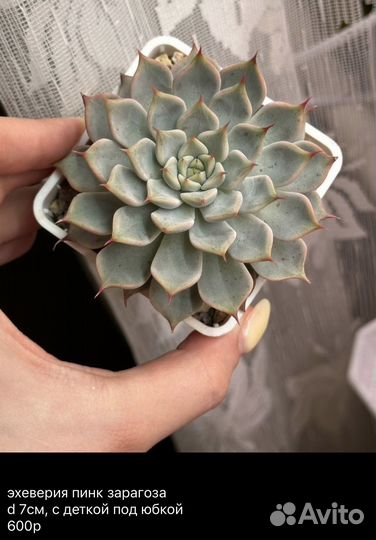 Суккуленты 1