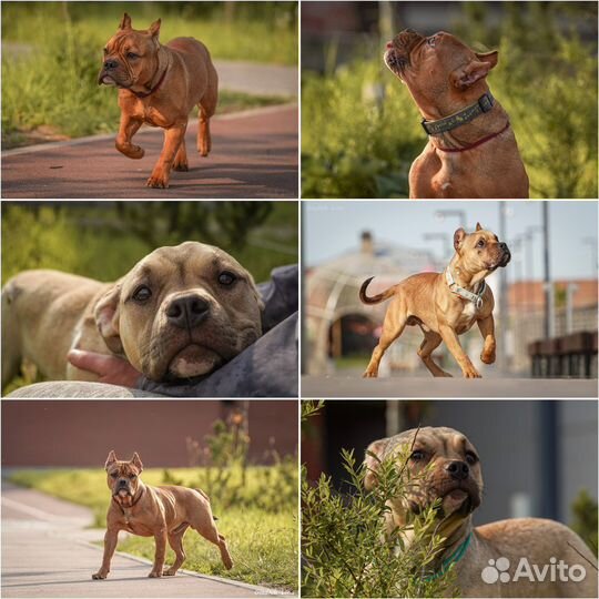 Фотограф анималист