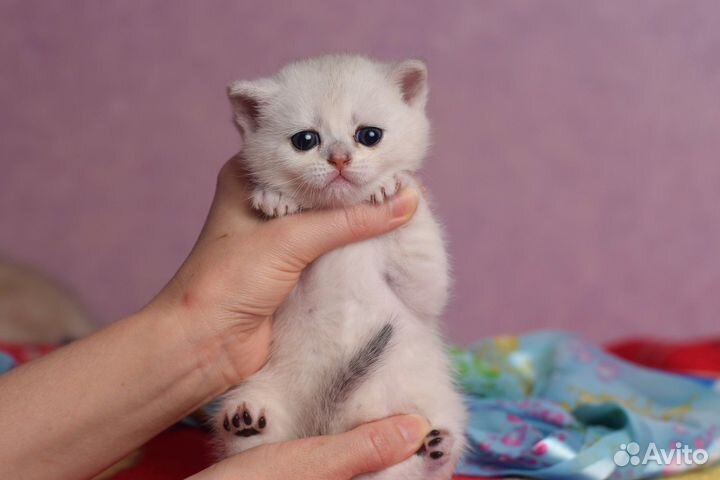 Шотландские котята Кошечка серебристая шиншилла