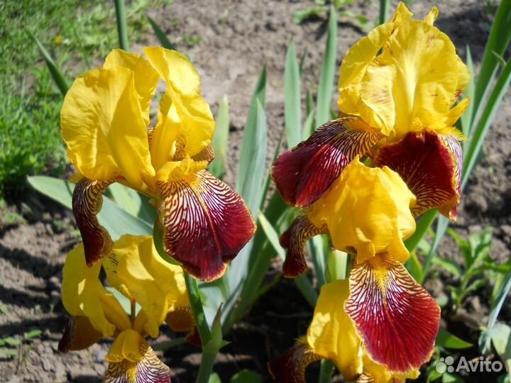 Ирисы бородатые