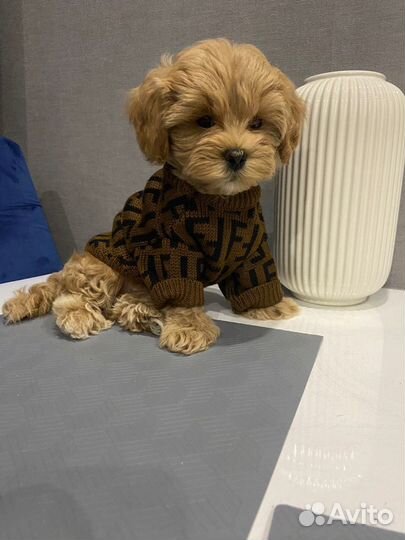 Мальтипу f1 девочка