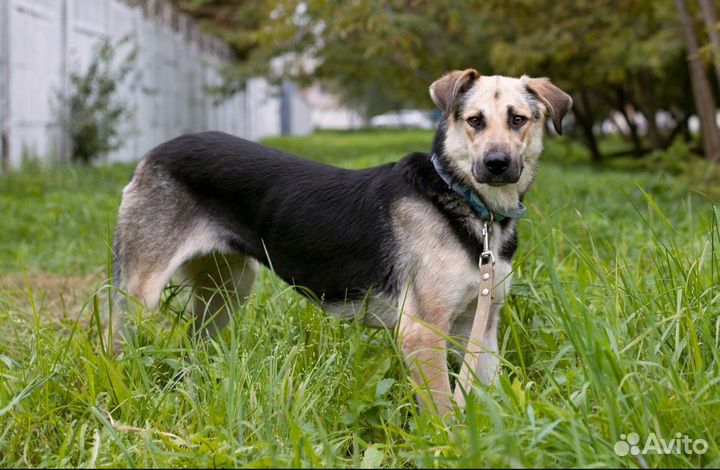 Худышка Чара очень хочет дружить