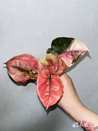 Редкие комнатные растения-Сингониумы