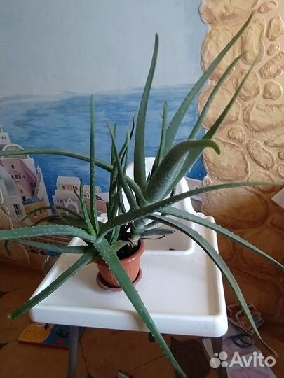 Комнатные растения