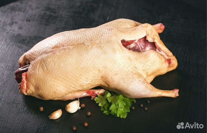 Домашний гусь