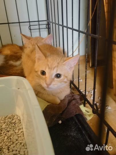 Озорной рыжий мальчик Фрай просится домой