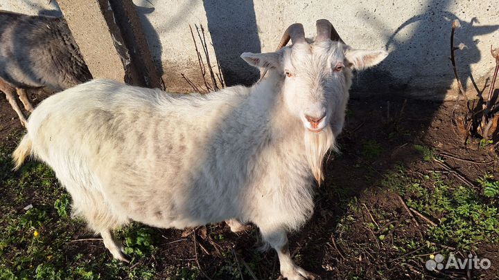 Козы, козы дойные