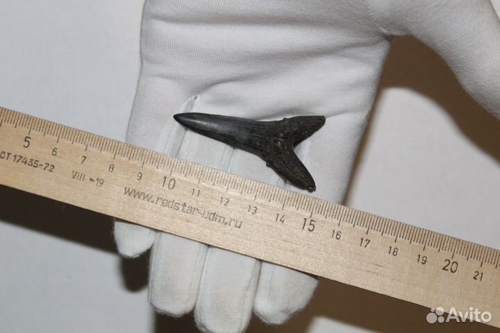 Коллекционные Очень Большие Зубы Древних Акул