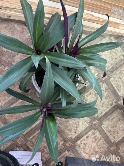 Традесканция Рэо