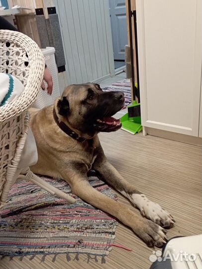 Гостиница для собак, передержка собак