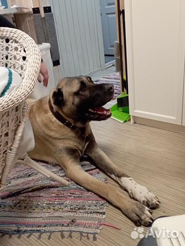 Гостиница для собак, передержка собак