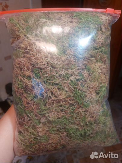 Мох сфагнум магелланский живой