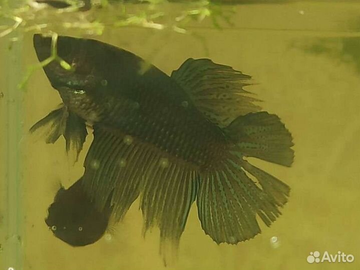 Рыбка петушок местного разведения 6 мес