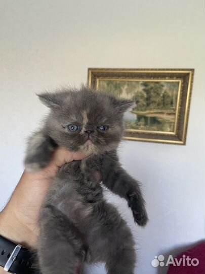 Персы экзоты