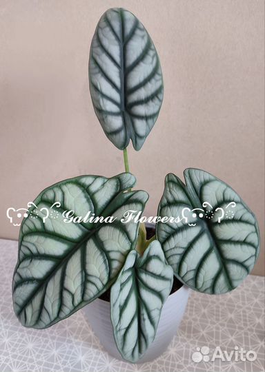 Алоказия, Аглаонема