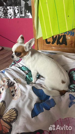 Чихуахуа девочка