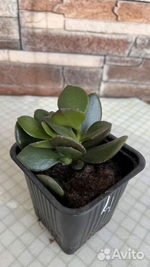 Толстянка денежное дерево саженцы