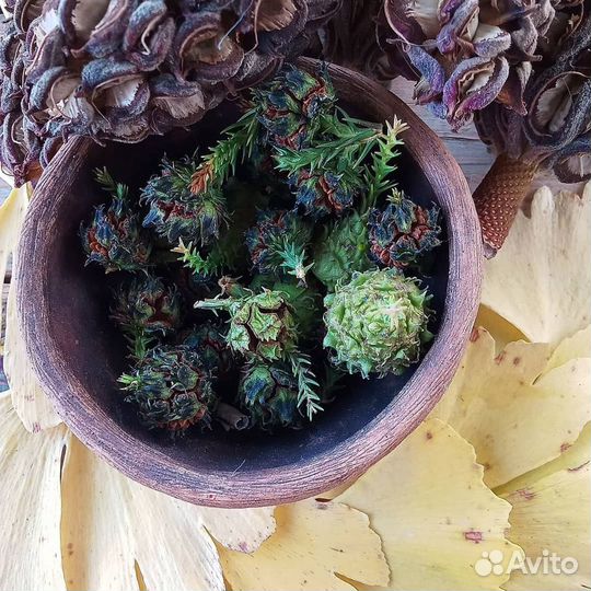 Криптомерия японская/Семена/Саженцы/ф. Элегантная