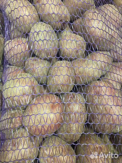 Картофель ред скарлет