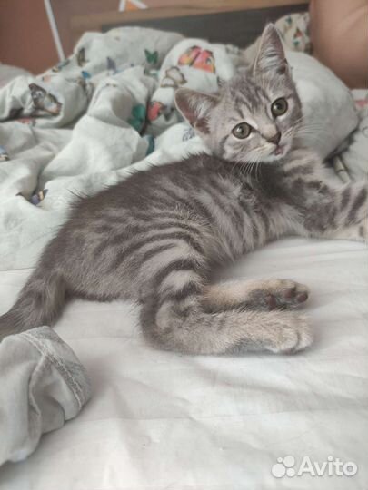 Кошки в добрые руки бесплатно