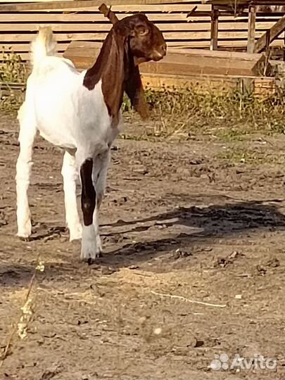 Козы камори