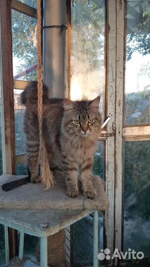 Кошкам и котятам нужен дом