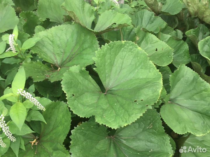 Цветы садовые