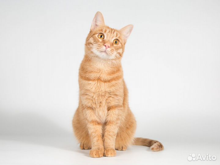 Рыжий молодой ласковый кот Плюшик