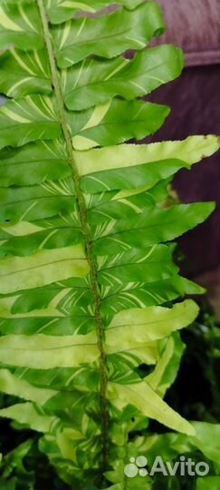 Нефролепис вариегатный Tiger Fern