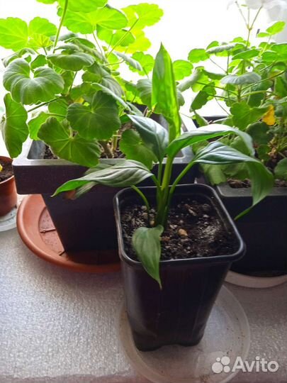 Домашние растения