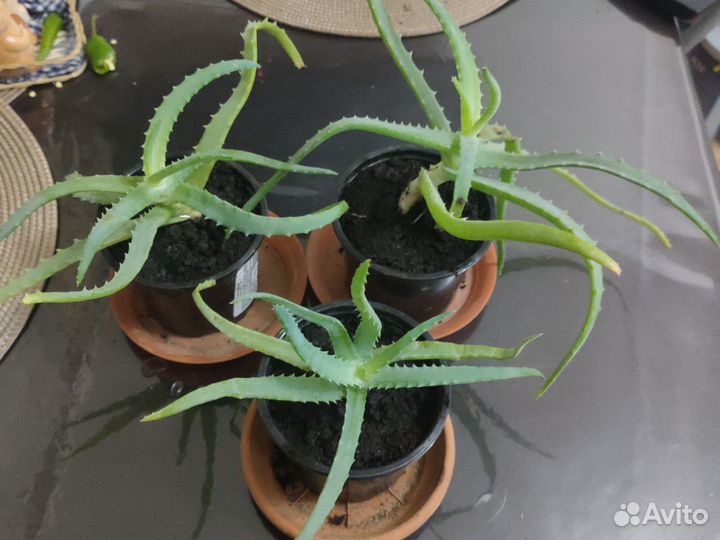 Алоэ (столетник)