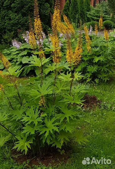 Самарская Лидия и многолетники для дачи