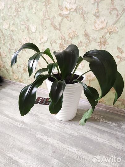 Комнатные цветы