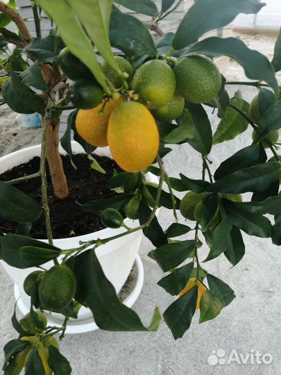 Кумкват маргарита