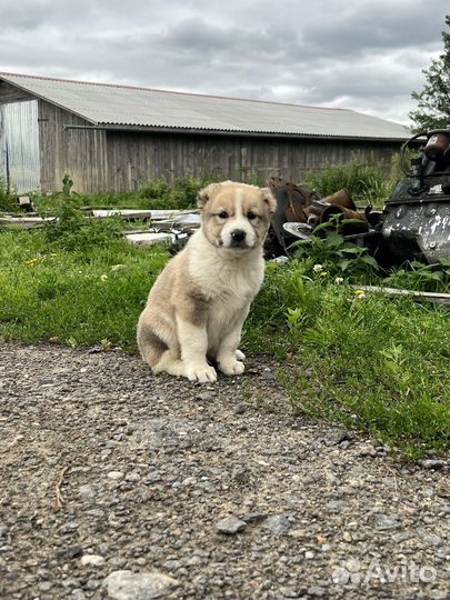 Щенки алабая