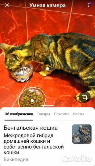 Отдам в добрые руки подростка бенгала