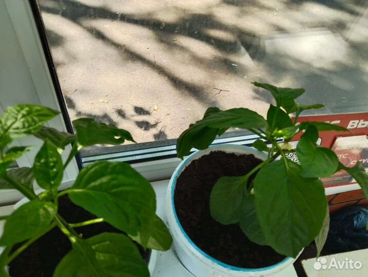 Рассада острого перца