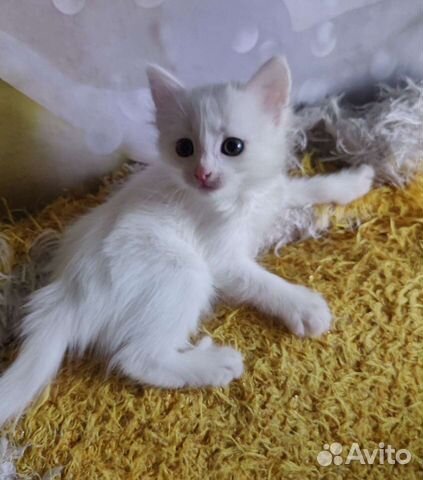 Котенок белый, 1.5 месяца девочка объявление продам