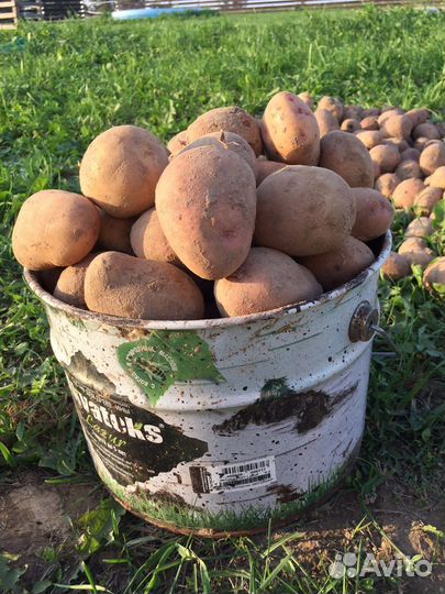 Продам картофель