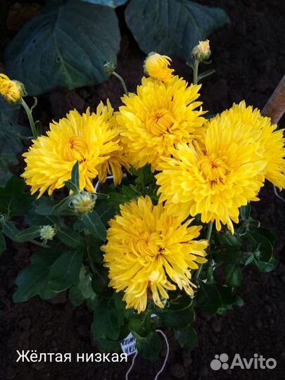 Хризантемы